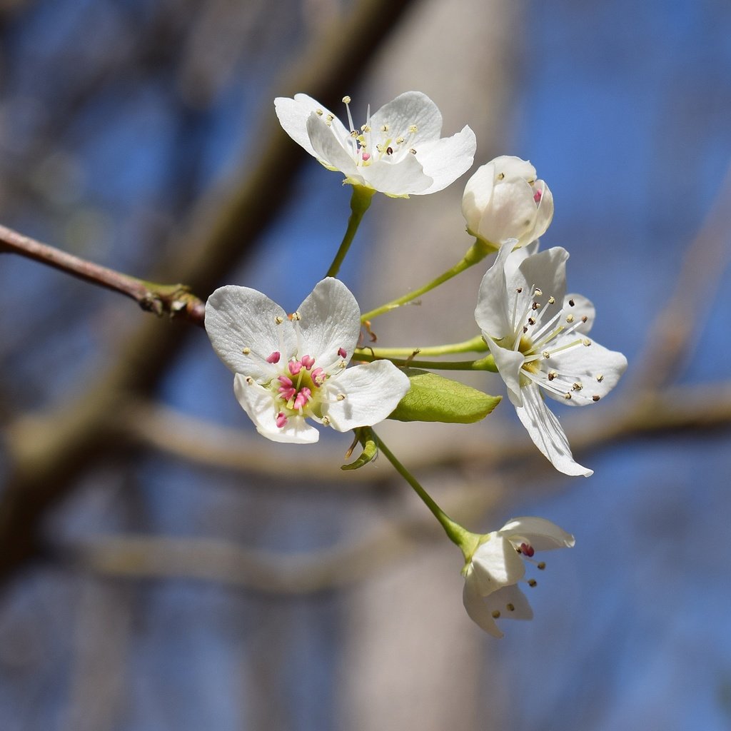 Обои небо, цветы, цветение, ветки, весна, вишня, белые, the sky, flowers, flowering, branches, spring, cherry, white разрешение 2840x2327 Загрузить