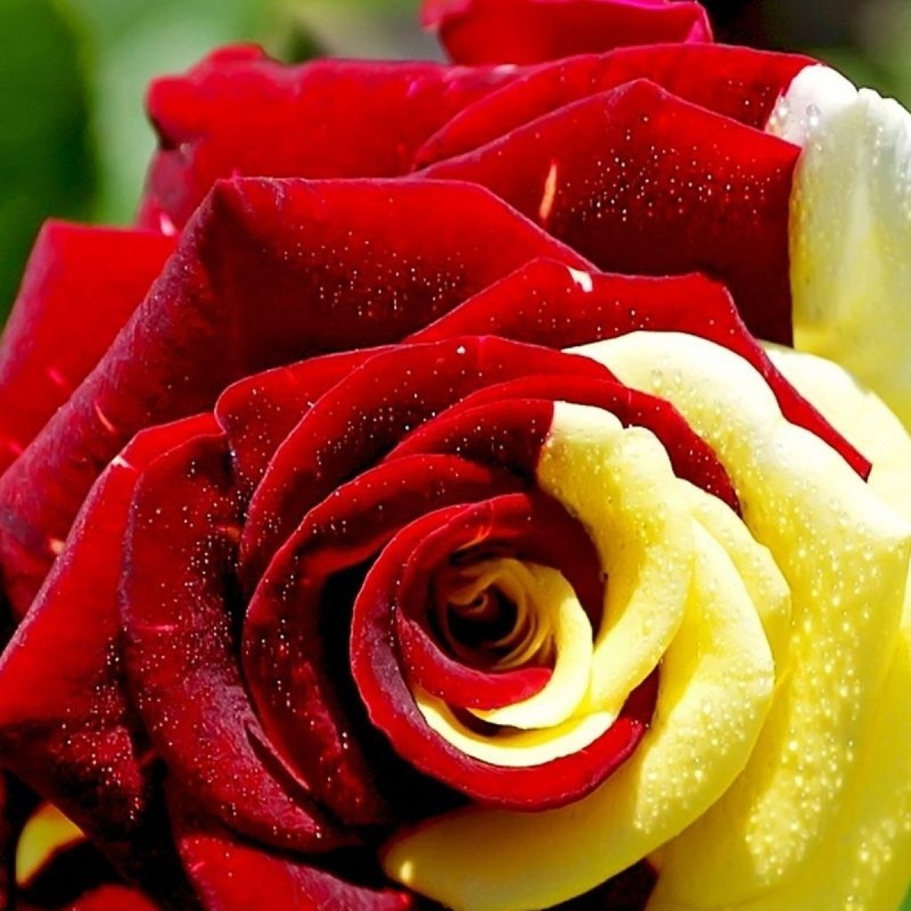 Обои цветы, макро, роза, лепестки, крупным планом, flowers, macro, rose, petals, closeup разрешение 1920x1200 Загрузить