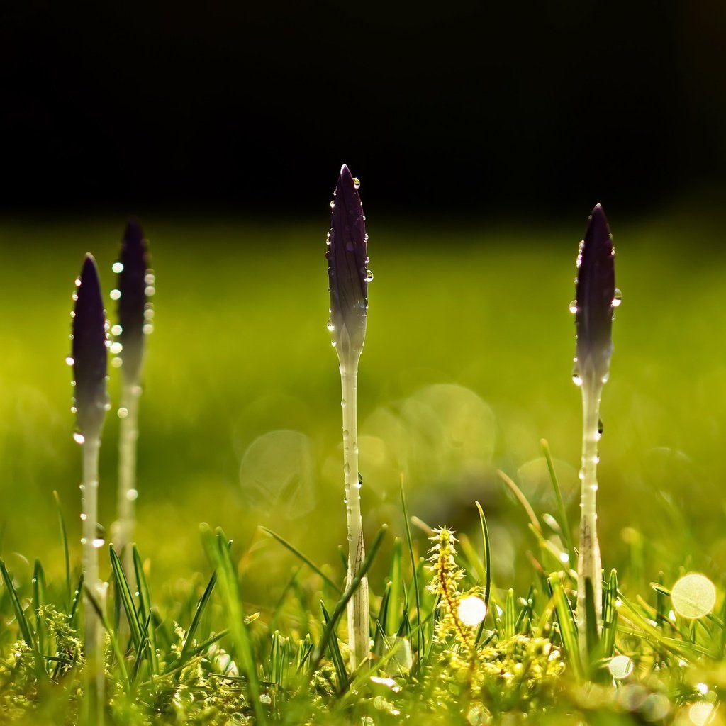 Обои цветы, трава, природа, капли, весна, peter lochschmied, flowers, grass, nature, drops, spring разрешение 2664x1440 Загрузить