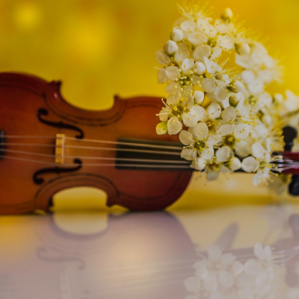 Обои цветы, отражение, скрипка, лепестки, весна, flowers, reflection, violin, petals, spring разрешение 2048x1464 Загрузить