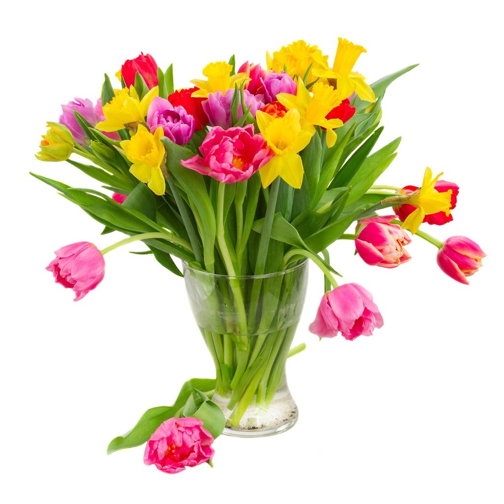 Обои нарциссы, цветы, желтые, вода, фиолетовые, разноцветные, красные, тюльпаны, розовые, белый фон, ваза, daffodils, flowers, yellow, water, purple, colorful, red, tulips, pink, white background, vase разрешение 6400x4000 Загрузить