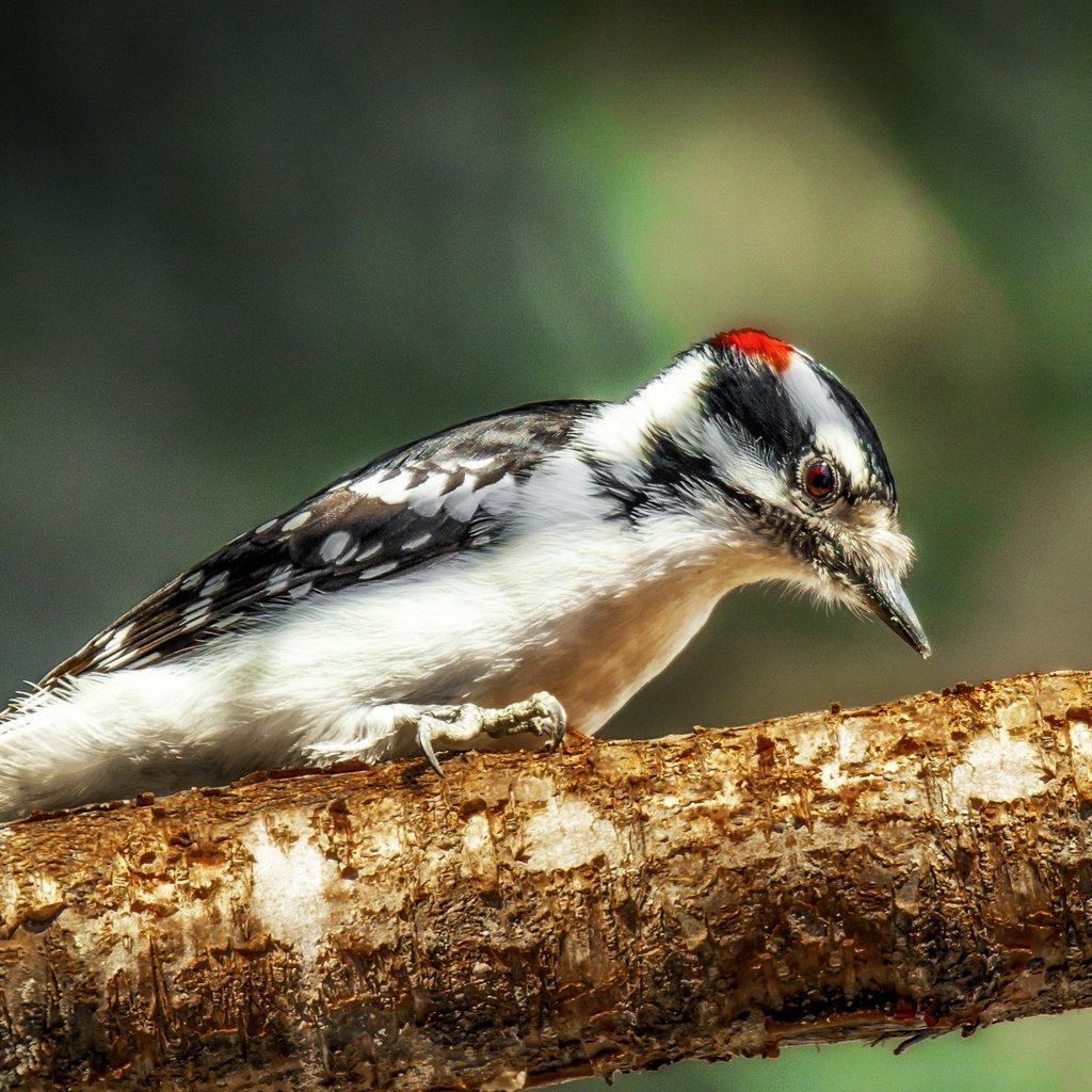 Обои природа, фон, птица, клюв, перья, дятел, nature, background, bird, beak, feathers, woodpecker разрешение 2563x1709 Загрузить