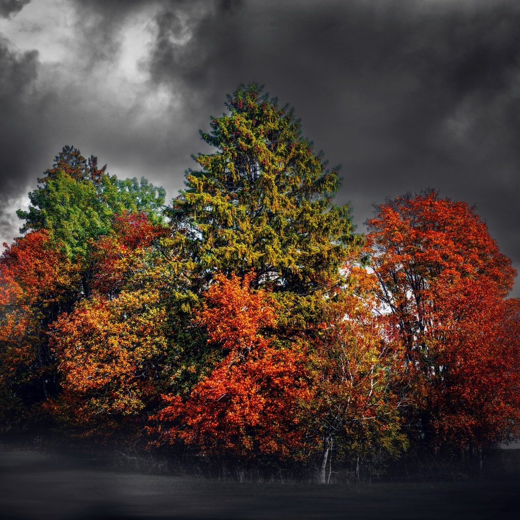 Обои деревья, тучи, фон, поле, разноцветные, осень, чёрно-белый, trees, clouds, background, field, colorful, autumn, black and white разрешение 3000x2000 Загрузить