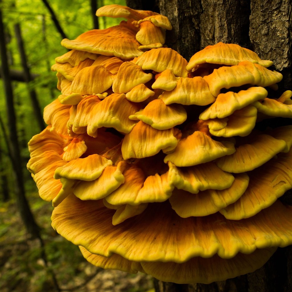 Обои природа, дерево, лес, грибы, ствол, трутовик серно-жёлтый, nature, tree, forest, mushrooms, trunk, trutovik sulfur-yellow разрешение 3840x2560 Загрузить