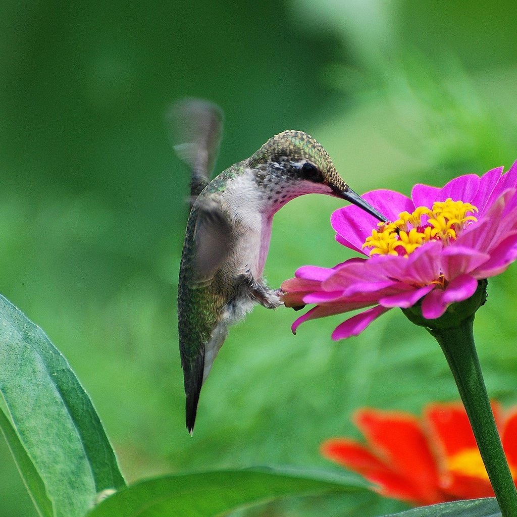 Обои цветы, птица, нектар, колибри, цинния, flowers, bird, nectar, hummingbird, zinnia разрешение 2048x1304 Загрузить