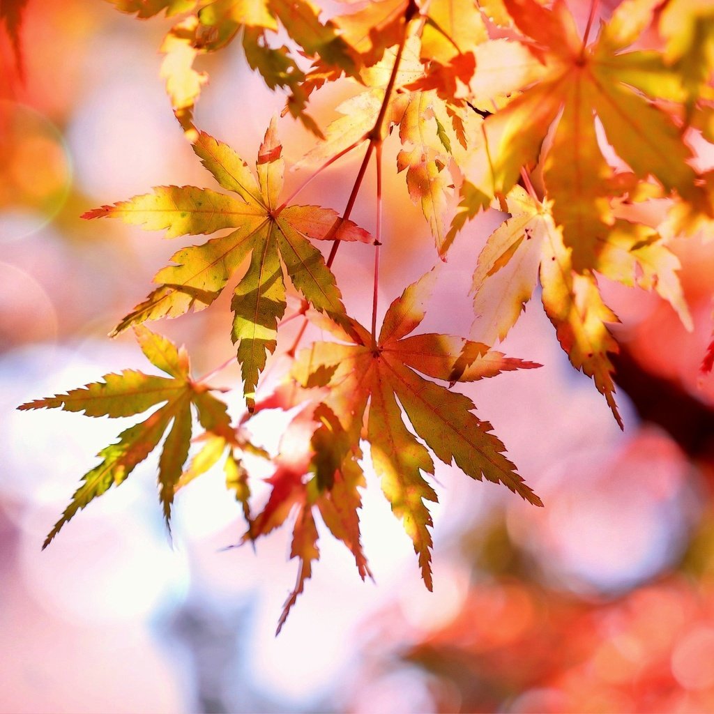 Обои ветка, природа, листья, фон, осень, блики, желтые, branch, nature, leaves, background, autumn, glare, yellow разрешение 2449x1633 Загрузить