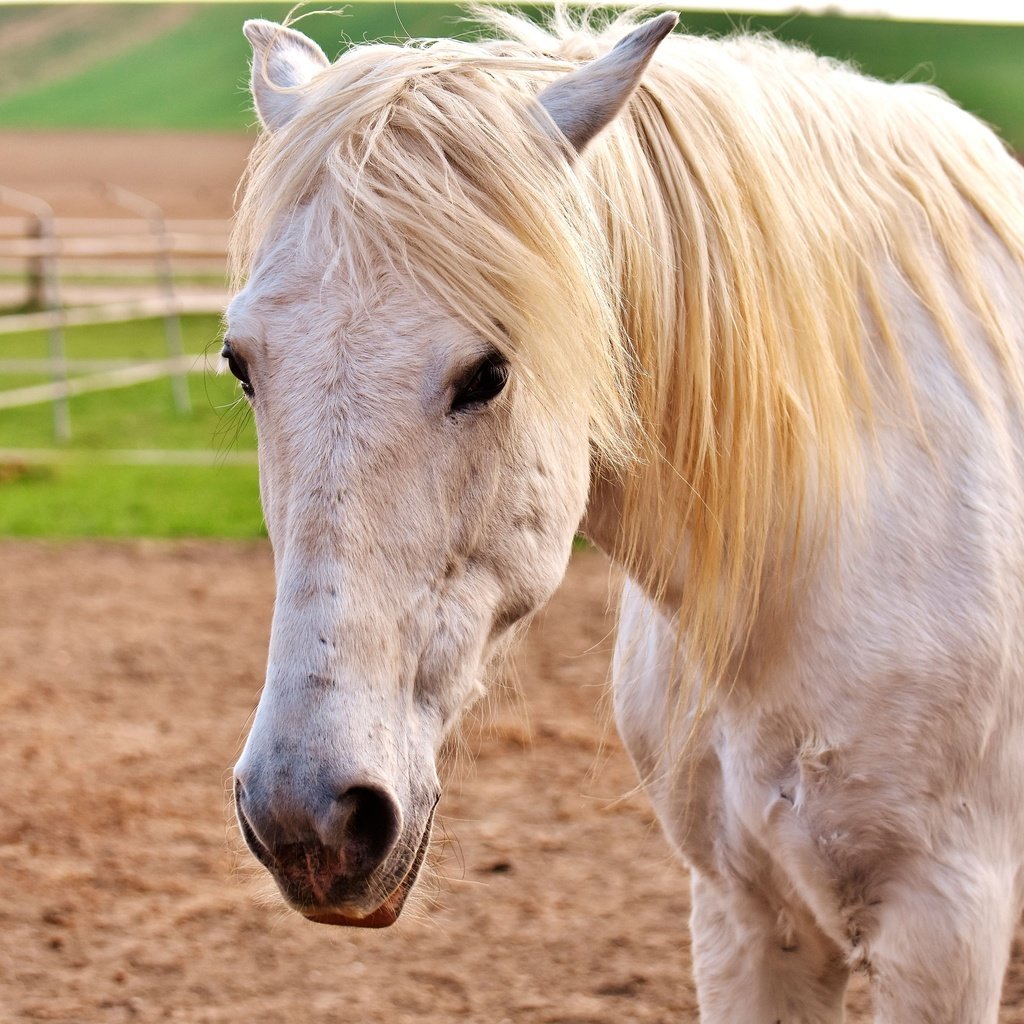 Обои глаза, морда, лошадь, взгляд, конь, грива, белая, eyes, face, horse, look, mane, white разрешение 3840x2560 Загрузить