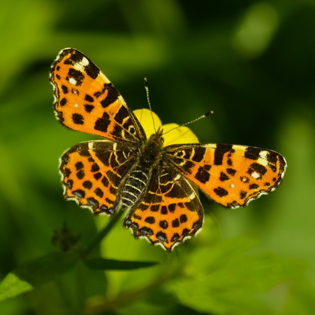 Обои природа, макро, насекомое, фон, цветок, бабочка, боке, nature, macro, insect, background, flower, butterfly, bokeh разрешение 4002x2900 Загрузить