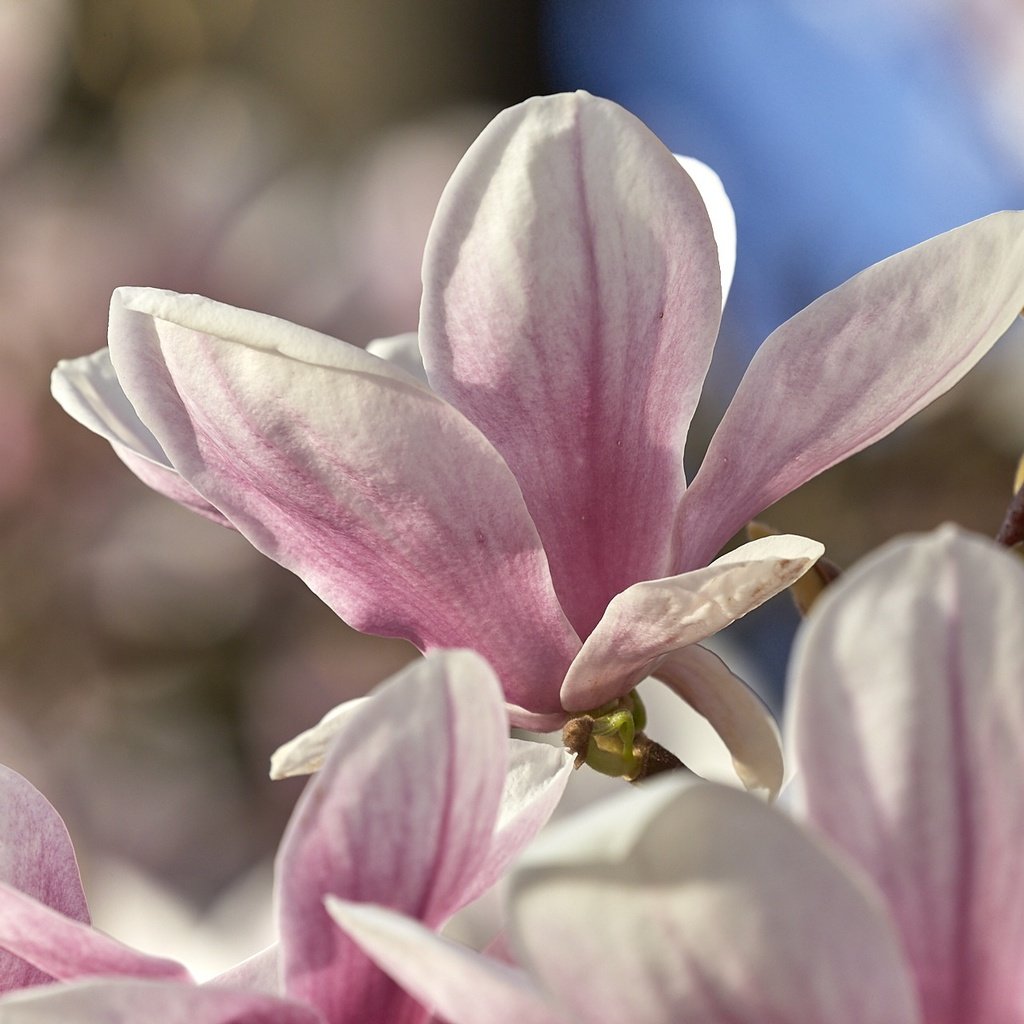 Обои цветение, макро, весна, магнолия, flowering, macro, spring, magnolia разрешение 1920x1280 Загрузить