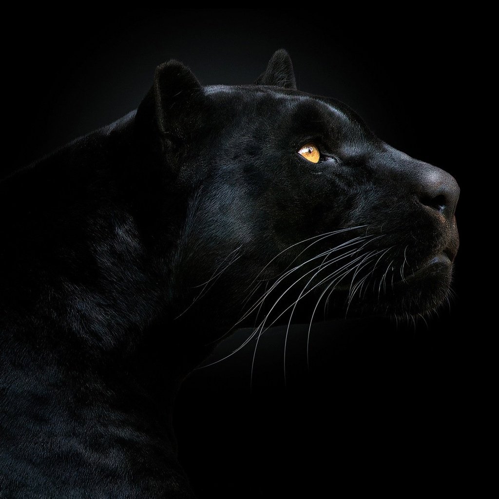 Обои морда, взгляд, хищник, черный фон, пантера, чёрная пантера, face, look, predator, black background, panther, black panther разрешение 1920x1280 Загрузить