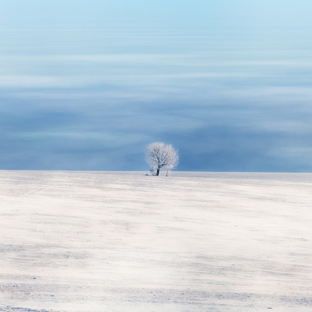 Обои небо, снег, дерево, зима, поле, the sky, snow, tree, winter, field разрешение 2048x1152 Загрузить