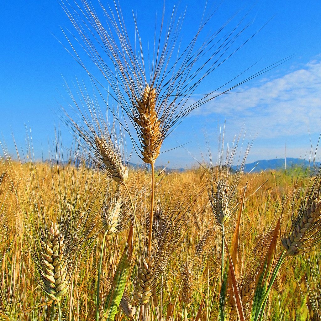 Обои небо, облака, природа, поле, колосья, пшеница, the sky, clouds, nature, field, ears, wheat разрешение 2048x1380 Загрузить