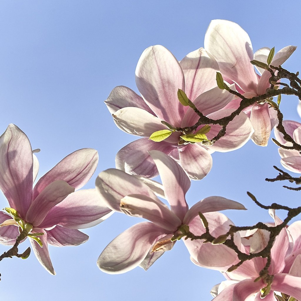 Обои небо, цветение, ветки, весна, магнолия, the sky, flowering, branches, spring, magnolia разрешение 1920x1203 Загрузить