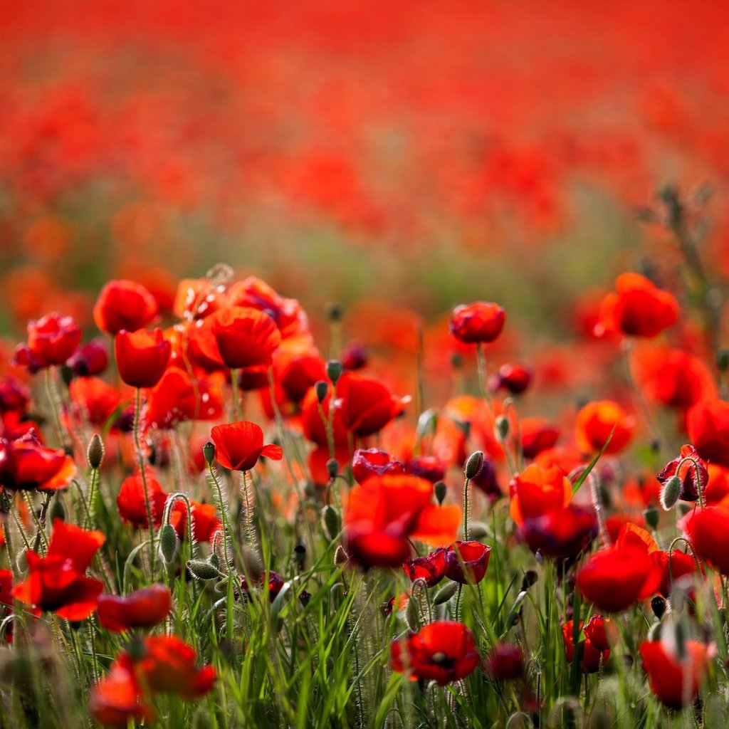 Обои цветы, поле, лето, красные, маки, боке, flowers, field, summer, red, maki, bokeh разрешение 2048x1365 Загрузить