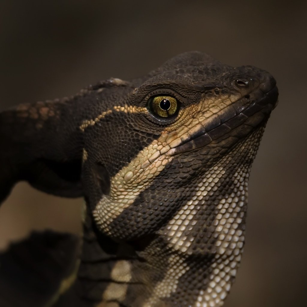 Обои природа, ящерица, василиск, basiliscus basiliscus, jezus christ lizard, nature, lizard, basilisk разрешение 2400x1426 Загрузить