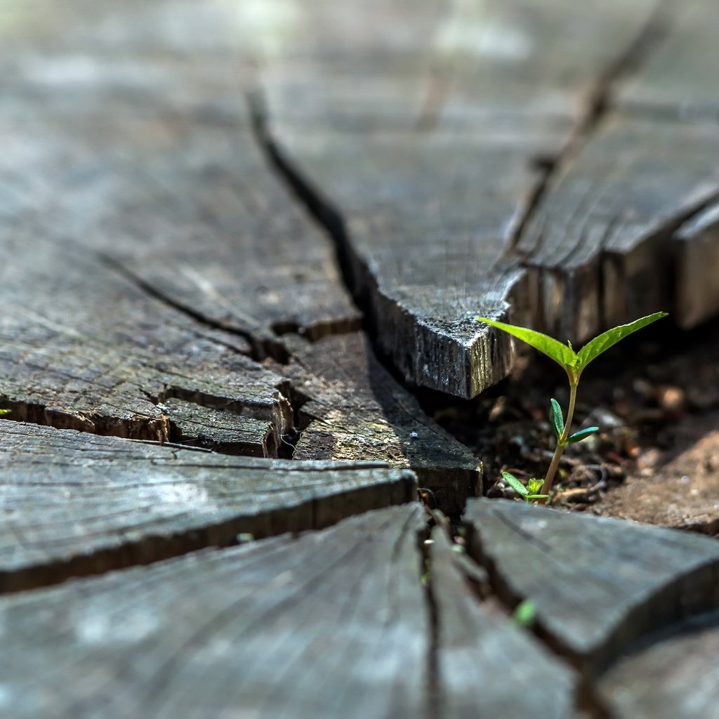 Обои природа, дерево, листья, росток, пень, nature, tree, leaves, rostock, stump разрешение 2981x1677 Загрузить