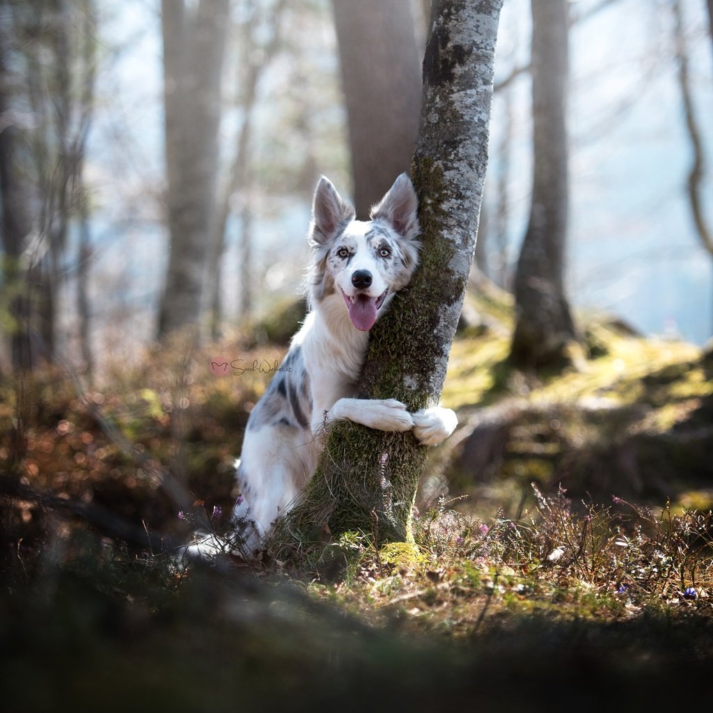 Обои природа, дерево, собака, бордер-колли, nature, tree, dog, the border collie разрешение 2048x1367 Загрузить