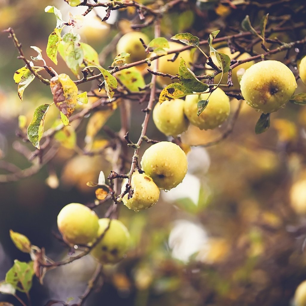Обои природа, фон, ветки, капли, фрукты, яблоки, плоды, nature, background, branches, drops, fruit, apples разрешение 1920x1279 Загрузить