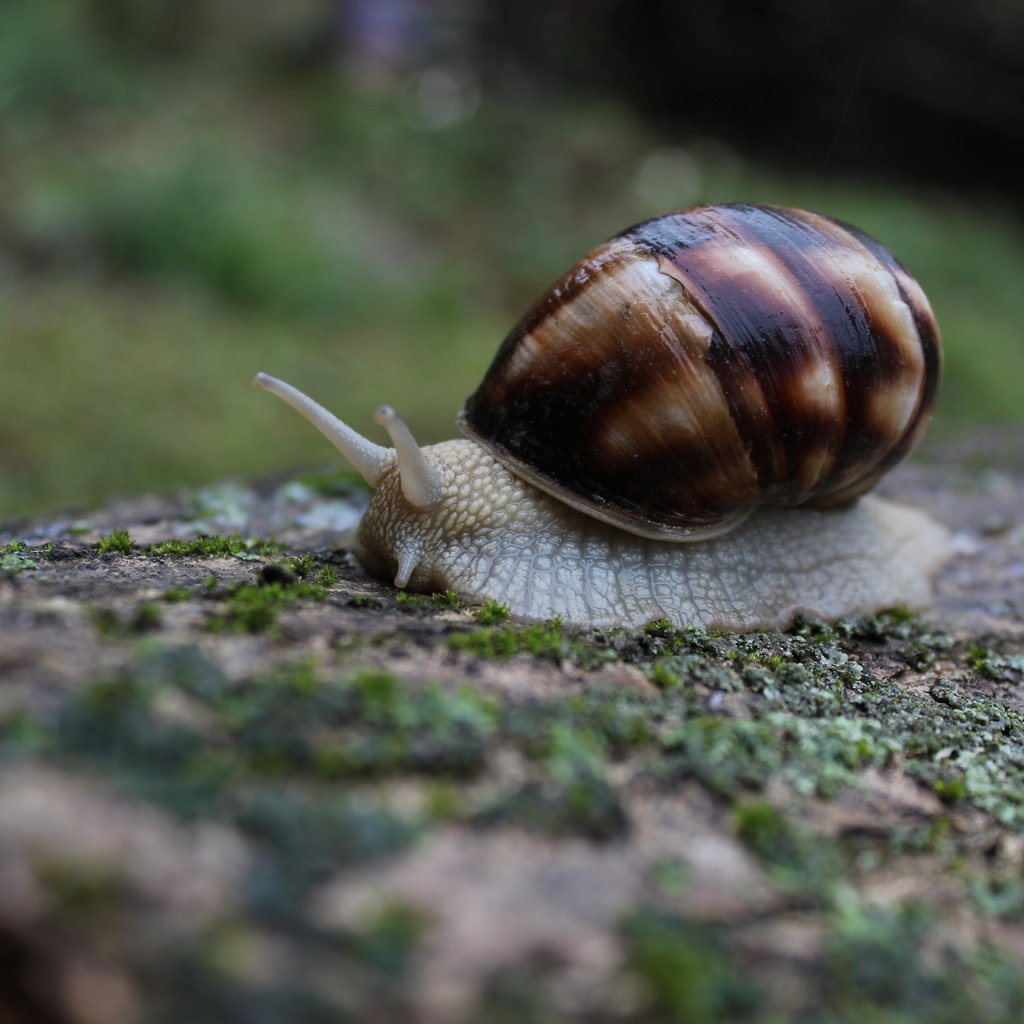 Обои природа, макро, моллюск, улитка, слизень, nature, macro, clam, snail, slug разрешение 5184x3456 Загрузить