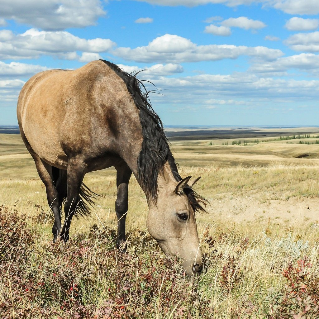 Обои небо, лошадь, облака, природа, поле, конь, грива, the sky, horse, clouds, nature, field, mane разрешение 2048x1363 Загрузить