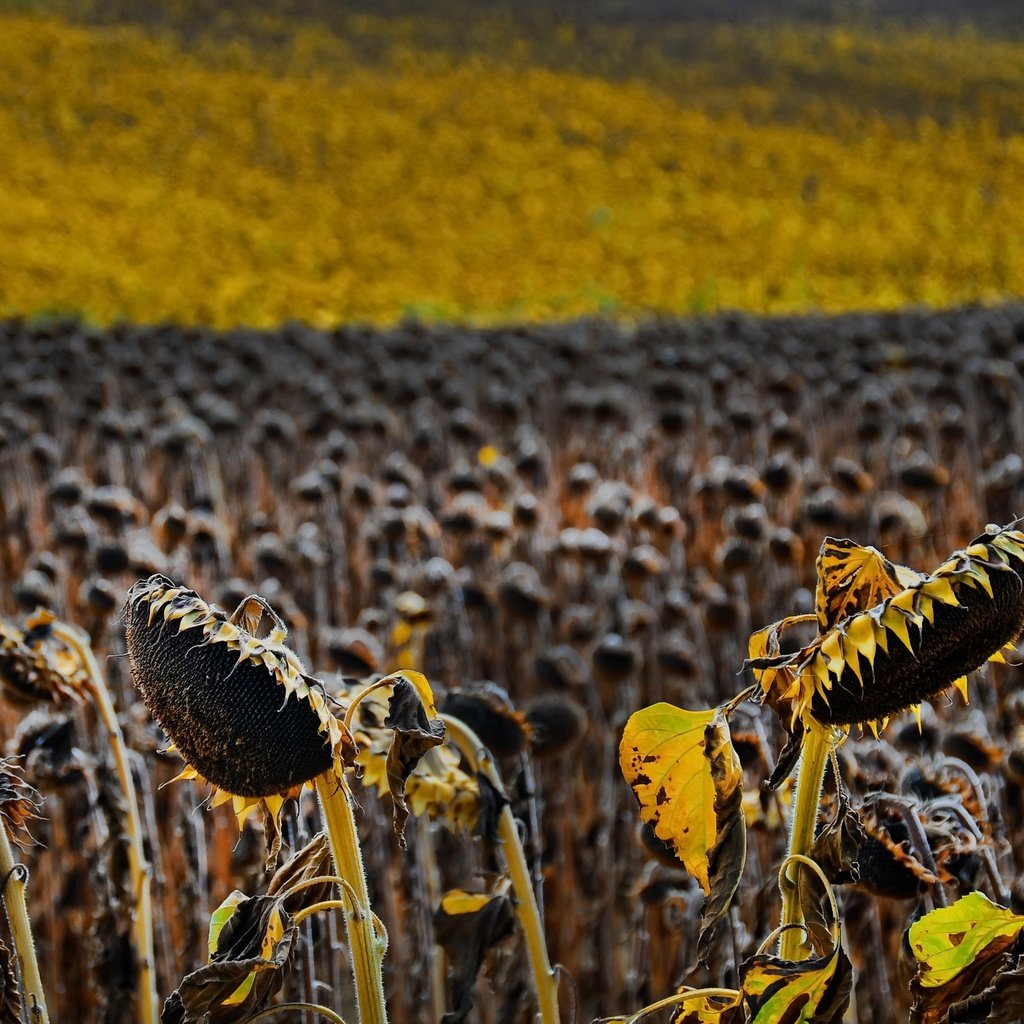 Обои природа, поле, подсолнухи, семечки, nature, field, sunflowers, seeds разрешение 2560x1590 Загрузить