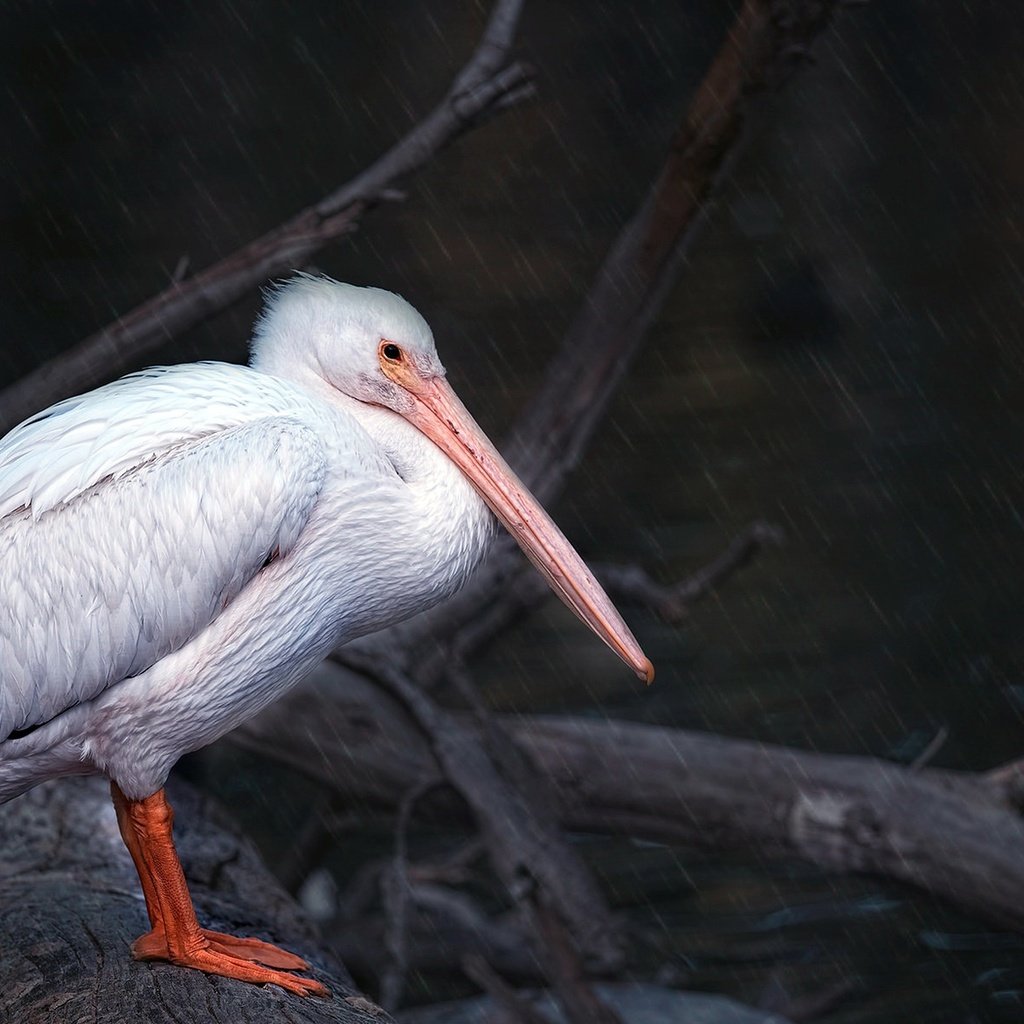 Обои природа, птица, клюв, перья, пеликан, nature, bird, beak, feathers, pelican разрешение 2048x1188 Загрузить