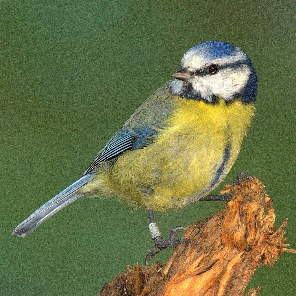 Обои природа, фон, птица, перья, синица, nature, background, bird, feathers, tit разрешение 2048x1301 Загрузить