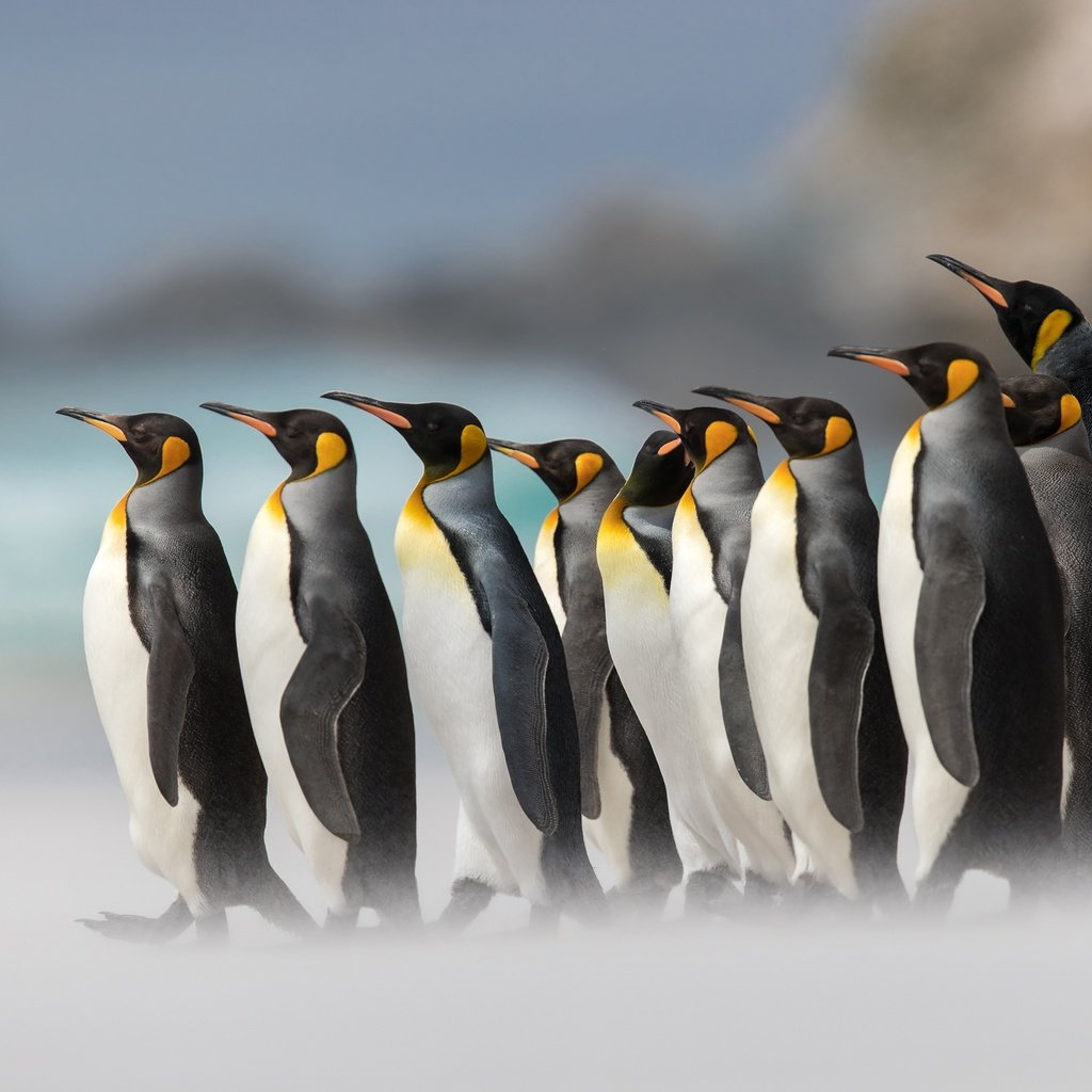 Обои птицы, пингвины, королевский пингвин, birds, penguins, royal penguin разрешение 2000x1414 Загрузить