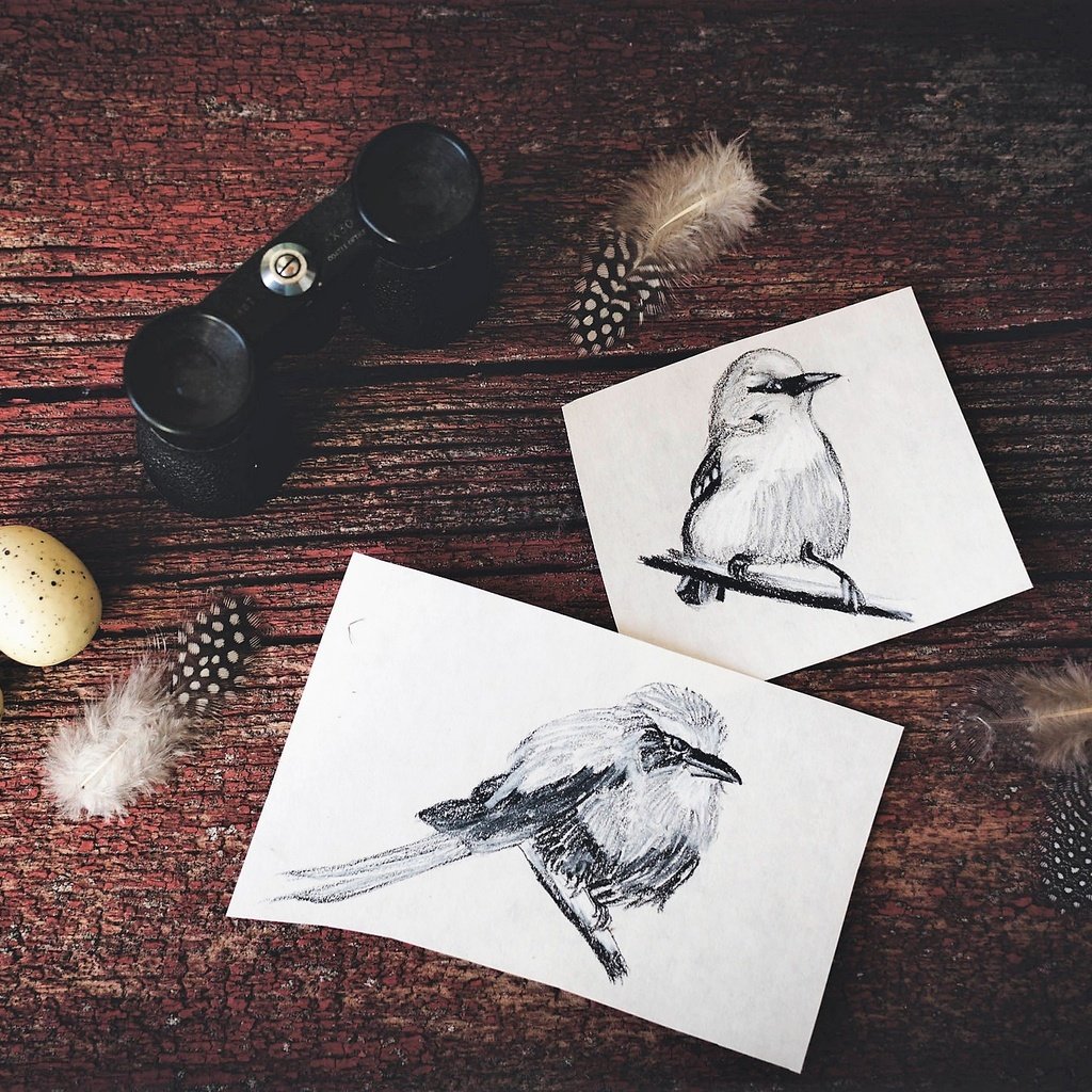 Обои птицы, рисунки, перья, яйца, птичка, бинокль, birds, drawings, feathers, eggs, bird, binoculars разрешение 2048x1365 Загрузить