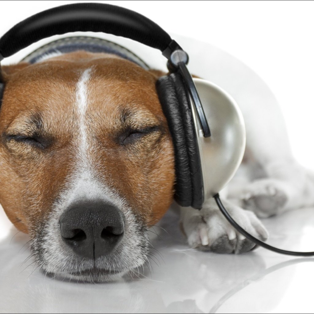 Обои музыка, собака, наушники, джек-рассел-терьер, music, dog, headphones, jack russell terrier разрешение 1920x1080 Загрузить