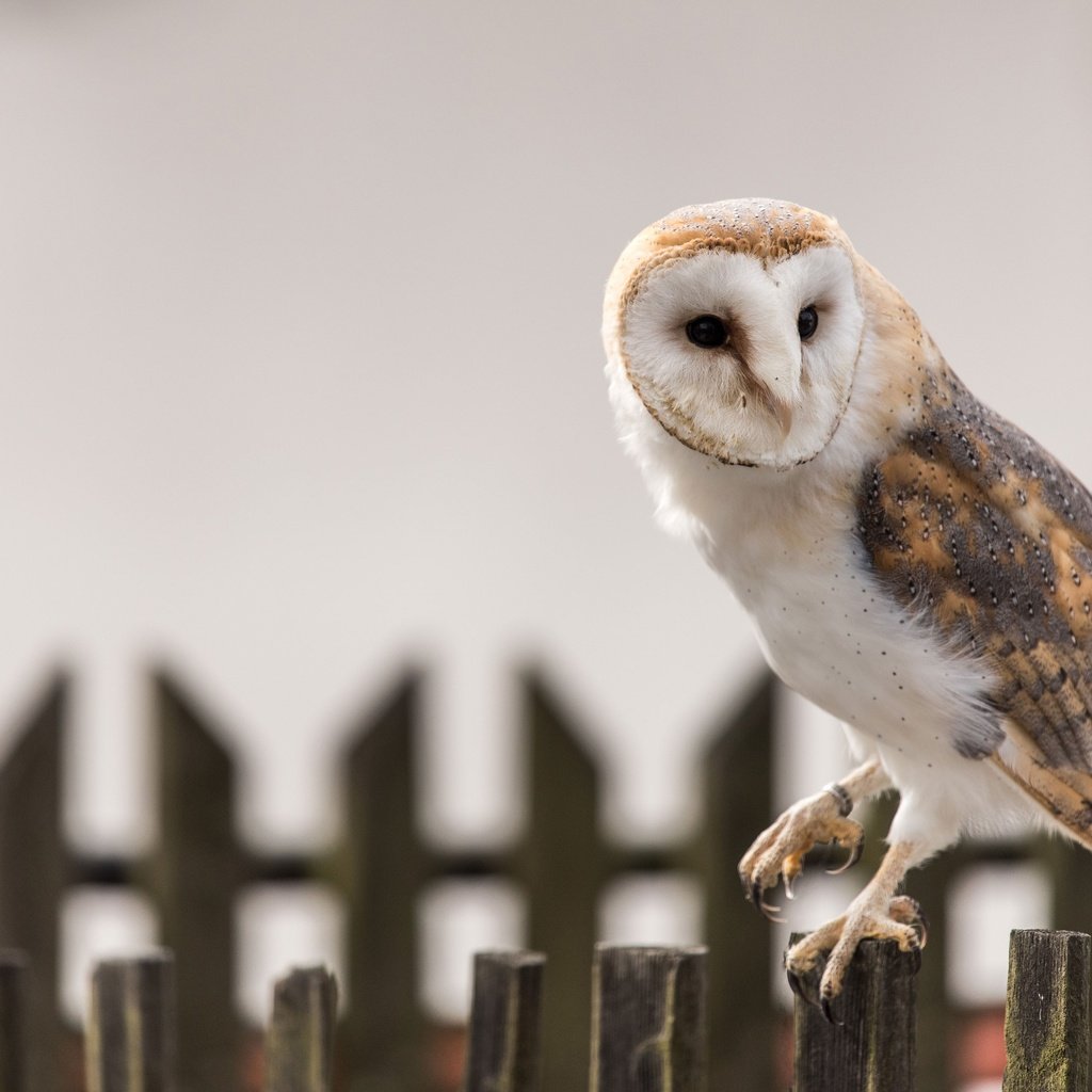 Обои сова, забор, птица, клюв, перья, сипуха, owl, the fence, bird, beak, feathers, the barn owl разрешение 3840x2564 Загрузить