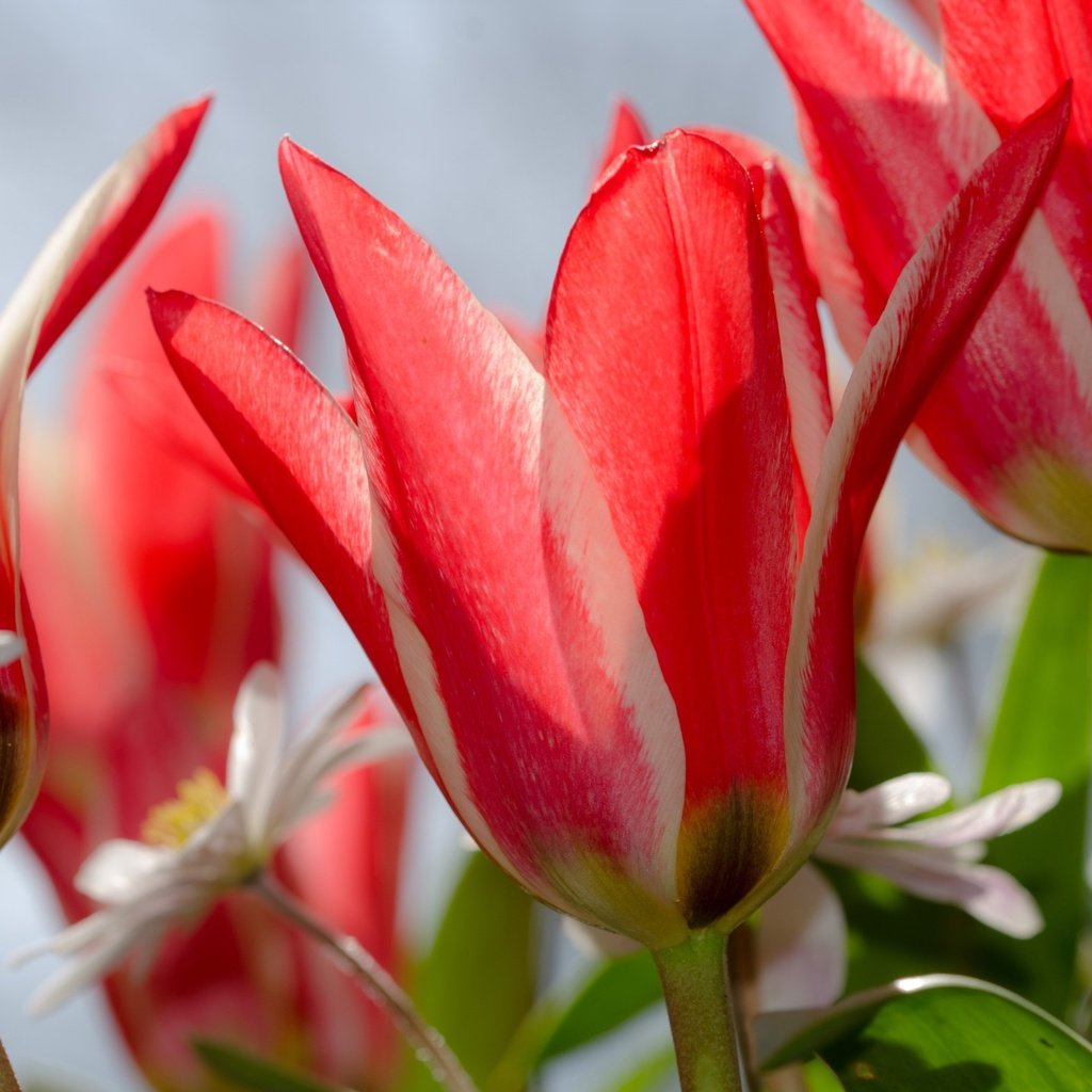 Обои цветы, макро, лепестки, весна, тюльпаны, flowers, macro, petals, spring, tulips разрешение 3840x2481 Загрузить