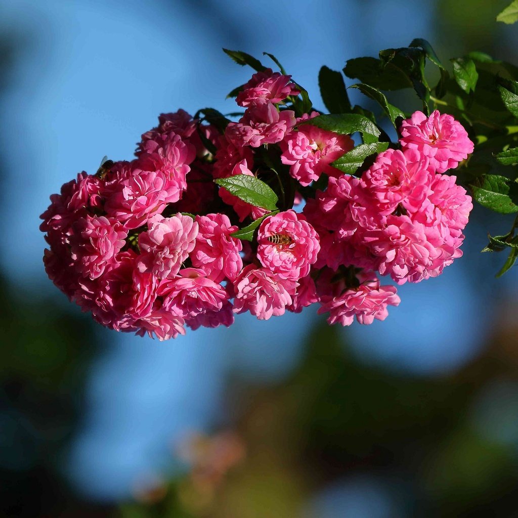 Обои цветы, ветка, макро, шиповник, цветки, flowers, branch, macro, briar разрешение 2048x1489 Загрузить