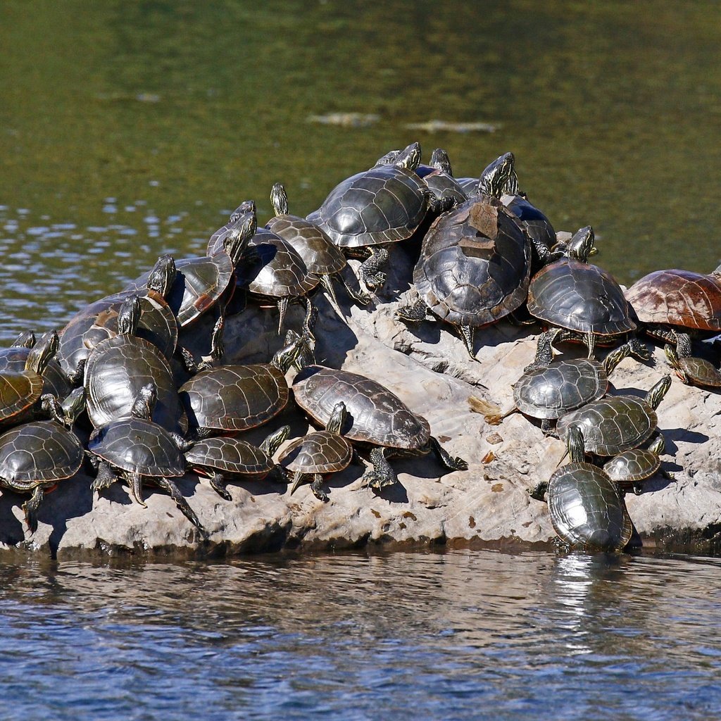 Обои вода, природа, черепаха, камень, черепахи, пресмыкающиеся, water, nature, turtle, stone, turtles, reptiles разрешение 2048x1365 Загрузить