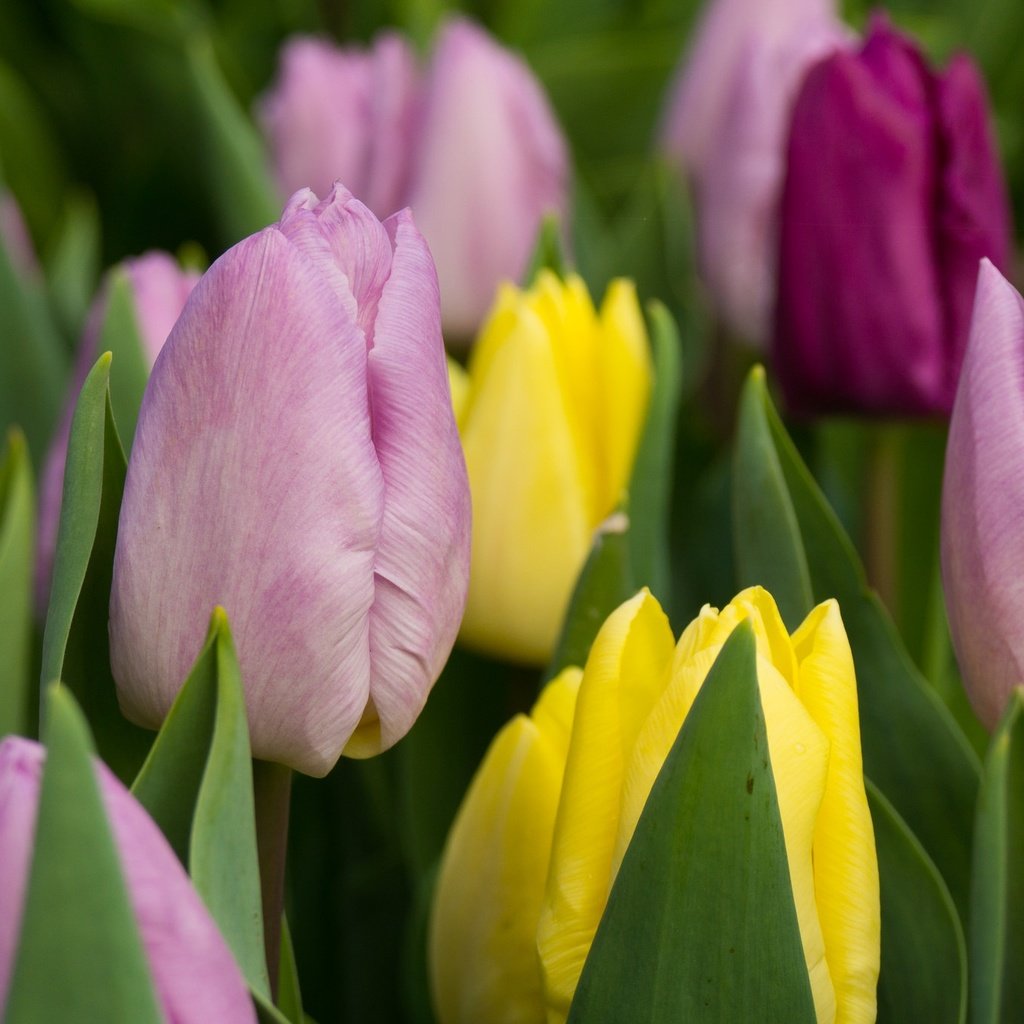 Обои цветы, бутоны, разноцветные, тюльпаны, flowers, buds, colorful, tulips разрешение 2048x1365 Загрузить
