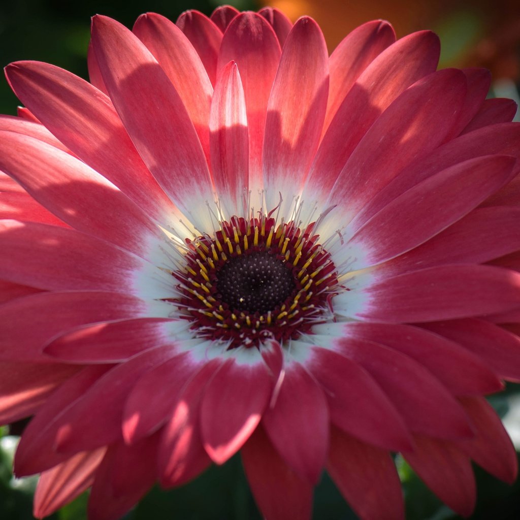 Обои цветок, лепестки, тычинки, гербера, flower, petals, stamens, gerbera разрешение 2554x1600 Загрузить