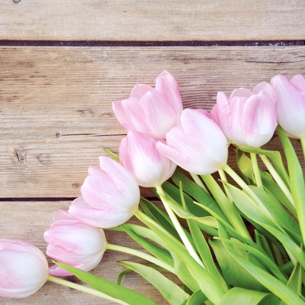 Обои цветы, букет, тюльпаны, розовые, flowers, bouquet, tulips, pink разрешение 2558x1600 Загрузить