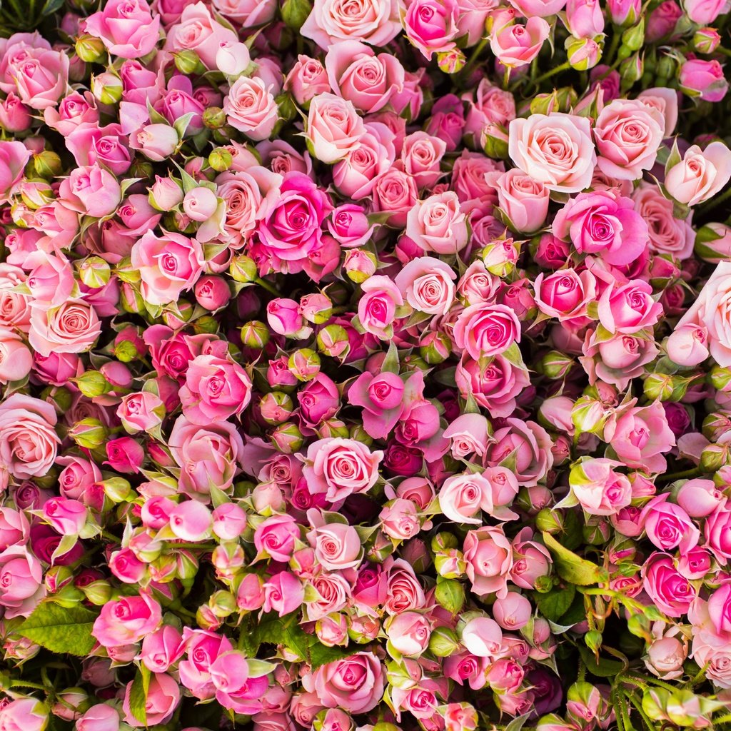 Обои цветы, бутоны, розы, розовые, много, flowers, buds, roses, pink, a lot разрешение 4429x3049 Загрузить