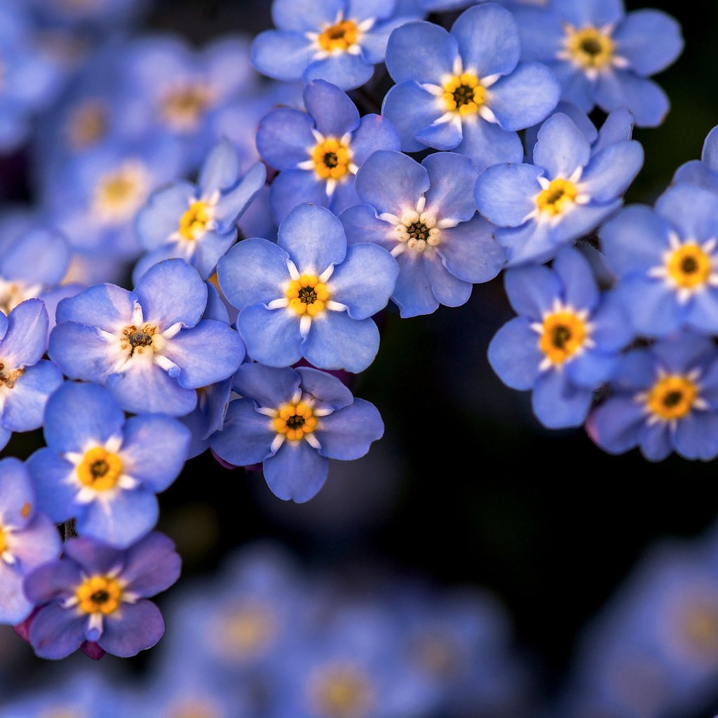 Обои цветы, природа, незабудки, голубые, flowers, nature, forget-me-nots, blue разрешение 2048x1366 Загрузить