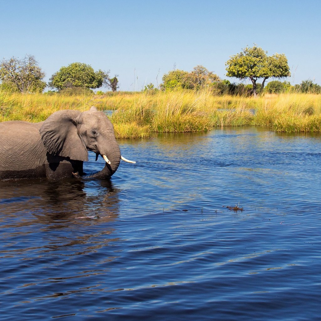 Обои деревья, река, солнце, слон, камыши, в воде, trees, river, the sun, elephant, the reeds, in the water разрешение 2560x1440 Загрузить