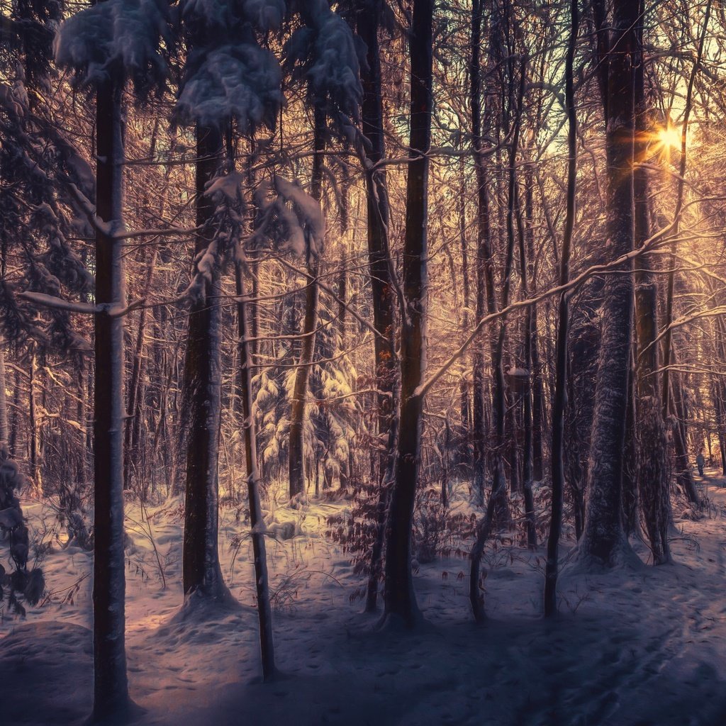 Обои деревья, снег, лес, зима, лучи солнца, trees, snow, forest, winter, the rays of the sun разрешение 2560x1600 Загрузить