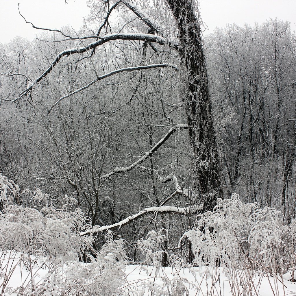 Обои деревья, снег, лес, зима, ветки, мороз, trees, snow, forest, winter, branches, frost разрешение 2560x1707 Загрузить