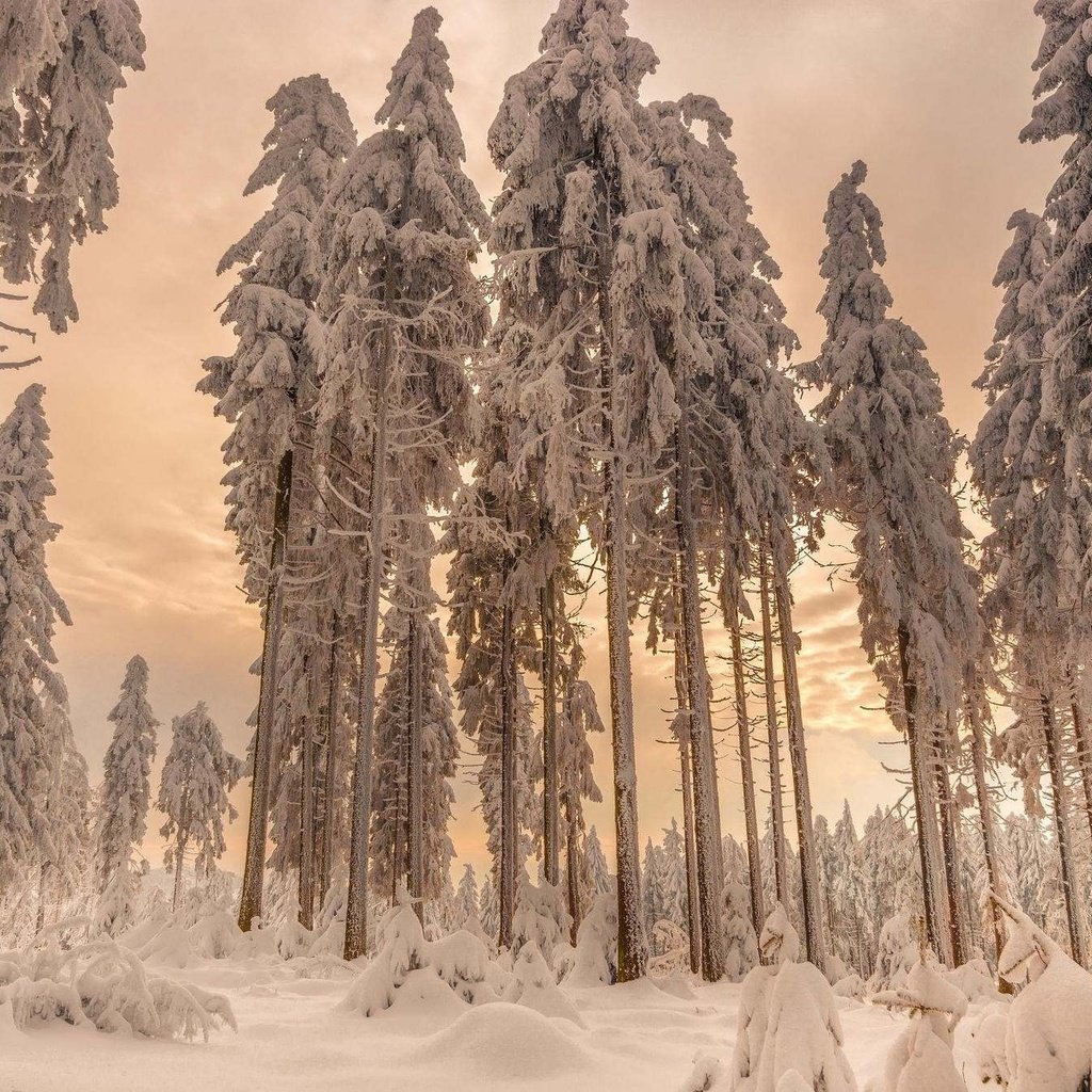 Обои деревья, снег, лес, зима, ели, trees, snow, forest, winter, ate разрешение 2048x1340 Загрузить