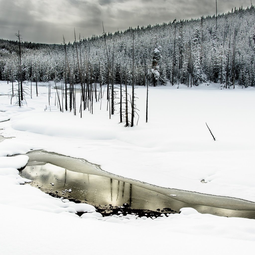 Обои деревья, вода, река, снег, лес, зима, trees, water, river, snow, forest, winter разрешение 2048x1363 Загрузить