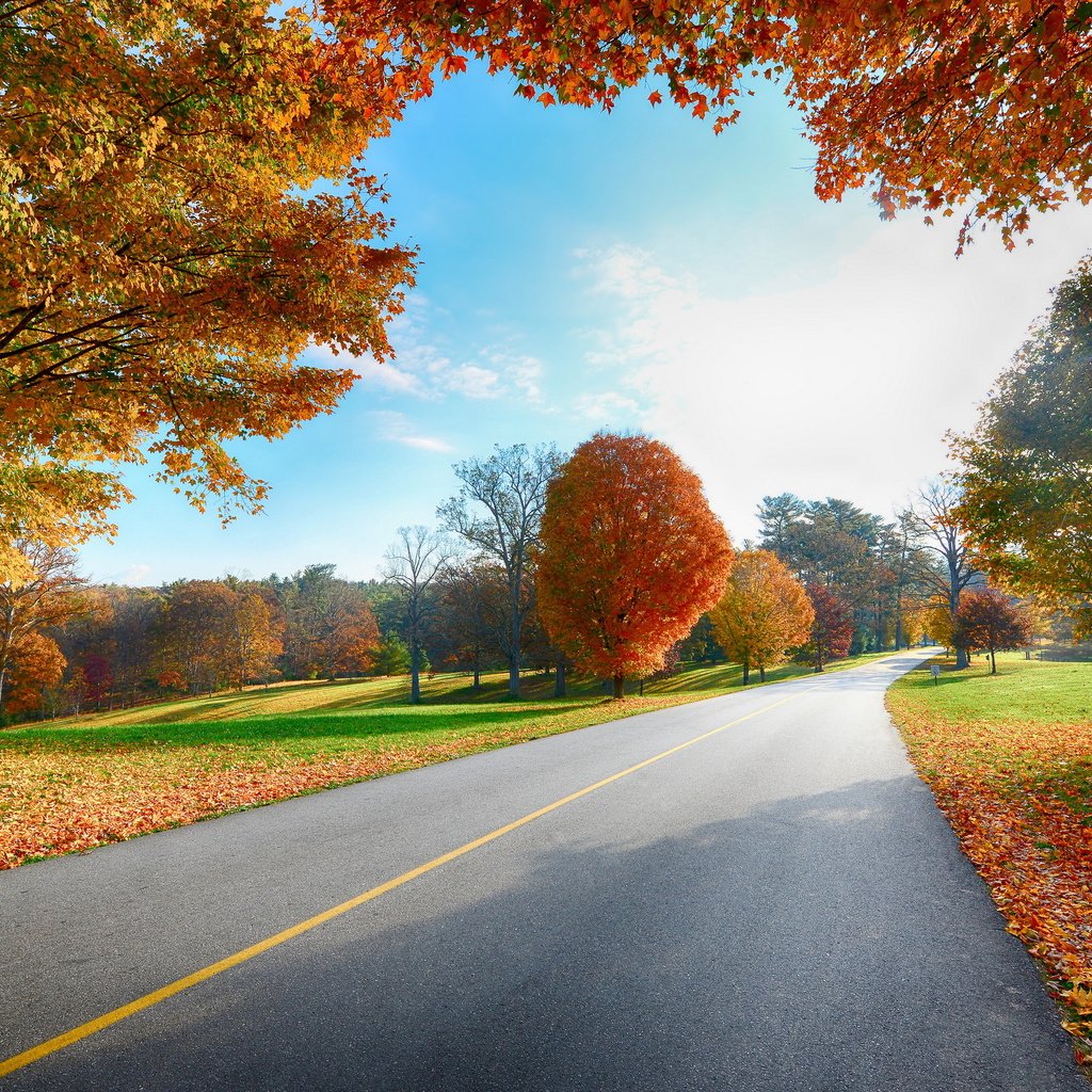 Обои небо, дорога, деревья, листья, пейзаж, осень, деревь, the sky, road, trees, leaves, landscape, autumn разрешение 2560x1600 Загрузить