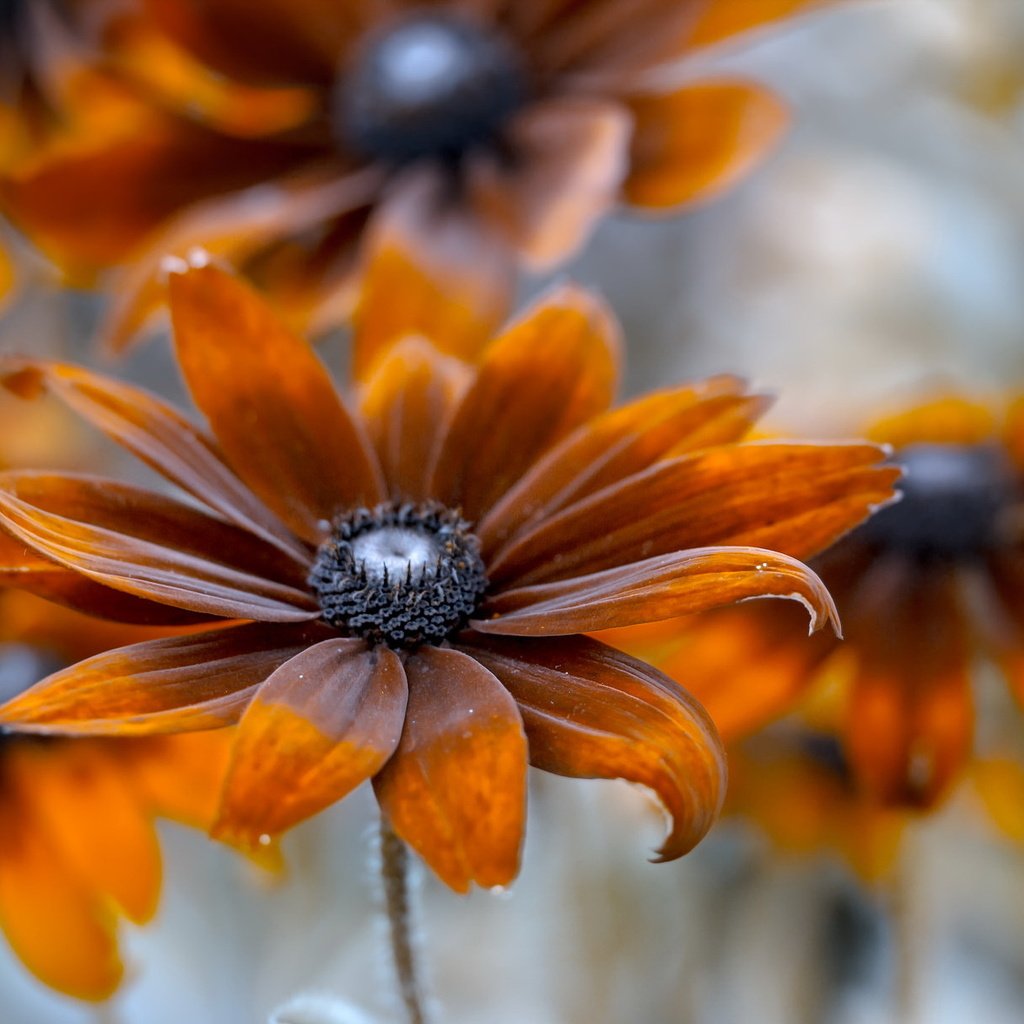 Обои фон, цветок, лепестки, оранжевые, рудбекия, background, flower, petals, orange, rudbeckia разрешение 2047x1214 Загрузить