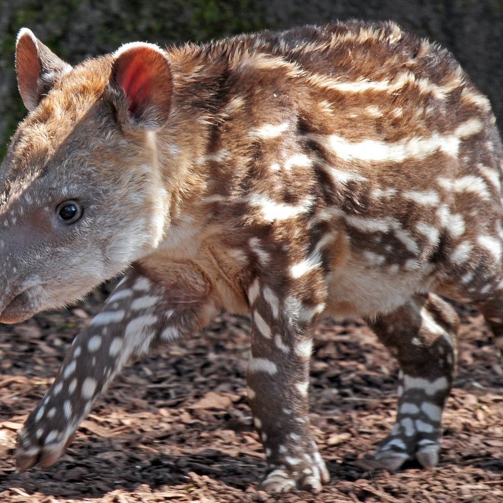 Обои лапы, пятна, животное, нос, тапир, paws, spot, animal, nose, tapir разрешение 2043x1362 Загрузить