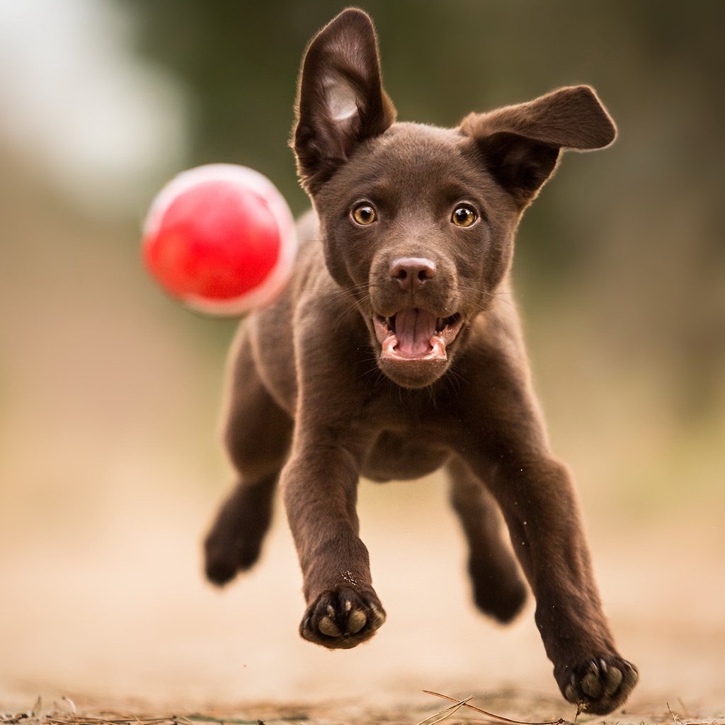 Обои лапы, лабрадор, взгляд, собака, щенок, игра, друг, мяч, бег, paws, labrador, look, dog, puppy, the game, each, the ball, running разрешение 2047x1278 Загрузить