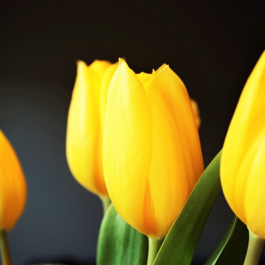 Обои цветы, лепестки, букет, тюльпаны, желтые, flowers, petals, bouquet, tulips, yellow разрешение 2554x1600 Загрузить