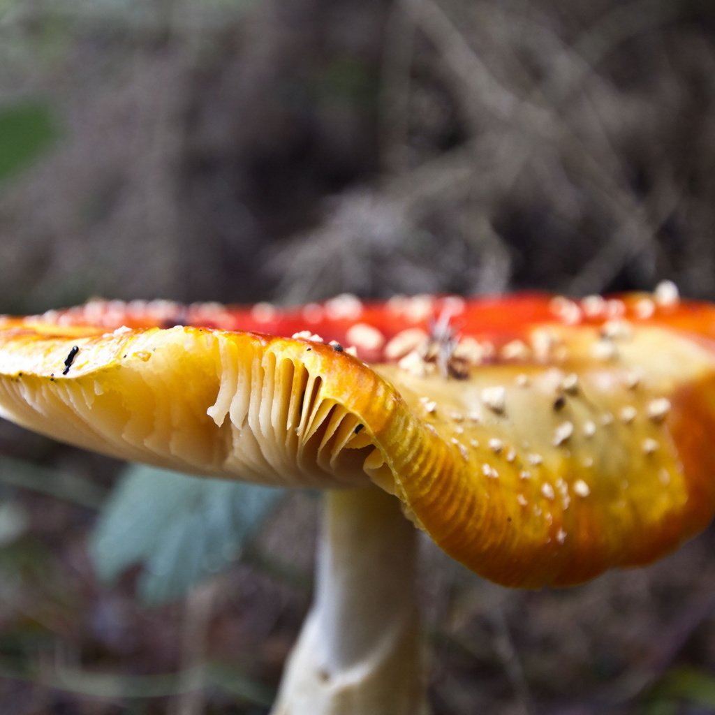 Обои лес, гриб, шляпка, мухомор, поганка, forest, mushroom, hat, toadstool разрешение 1920x1200 Загрузить